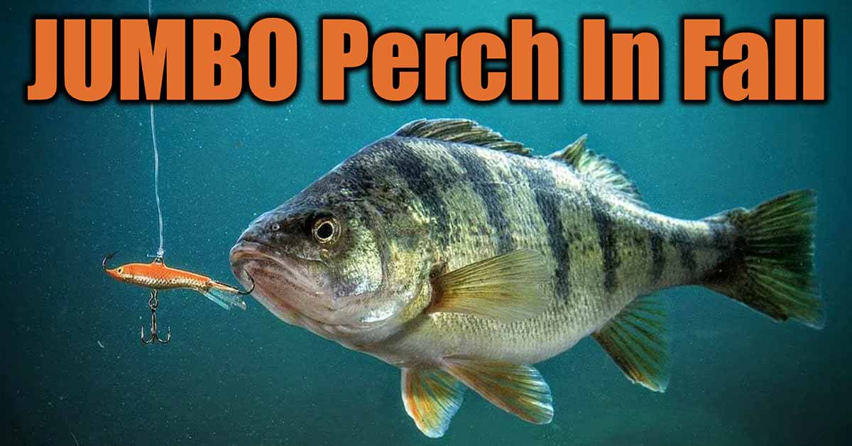 Lure Selection For Bigger Perch AnglingBuzz