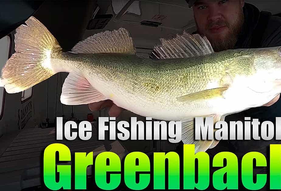 Ice Fishing Greenbacks On Lake Winnipeg AnglingBuzz