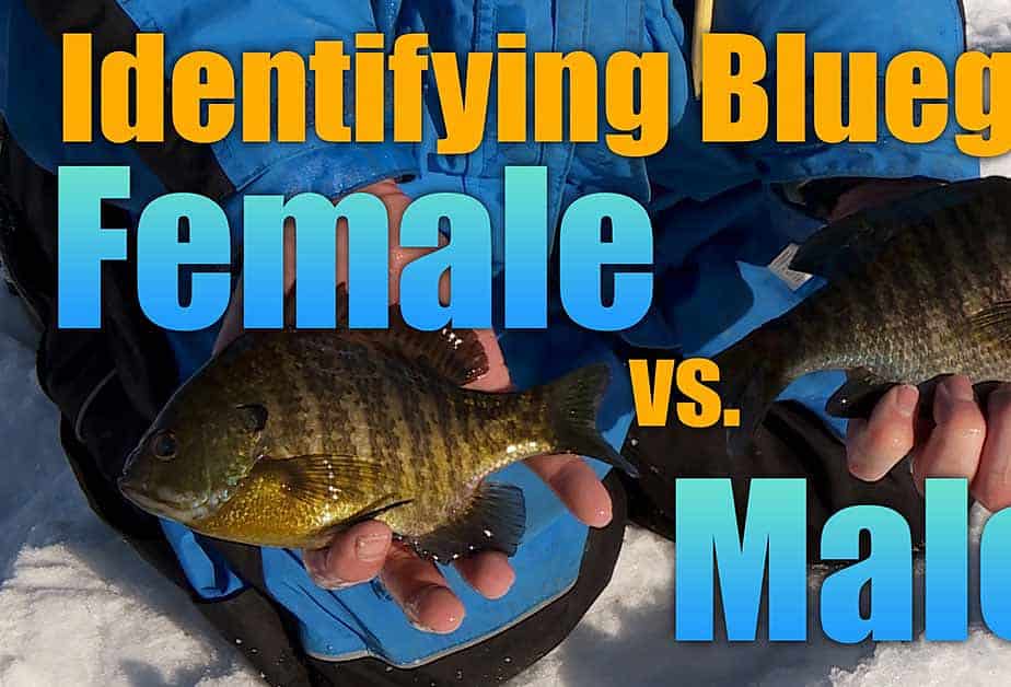 Identifying Bluegills: Male Vs. Female AnglingBuzz