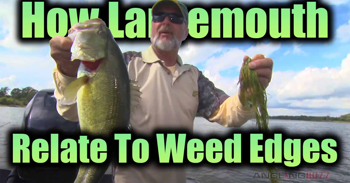 How Largemouth Bass Relate To Weed Edges