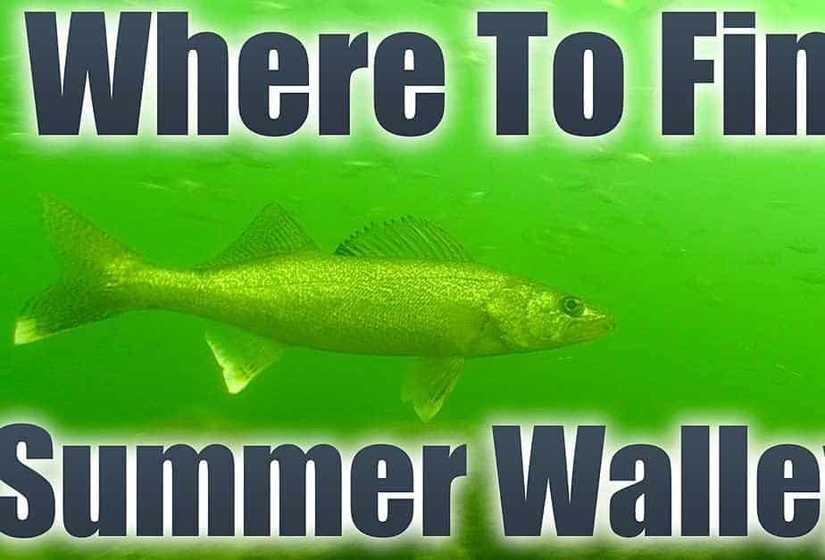 find summer walleyes