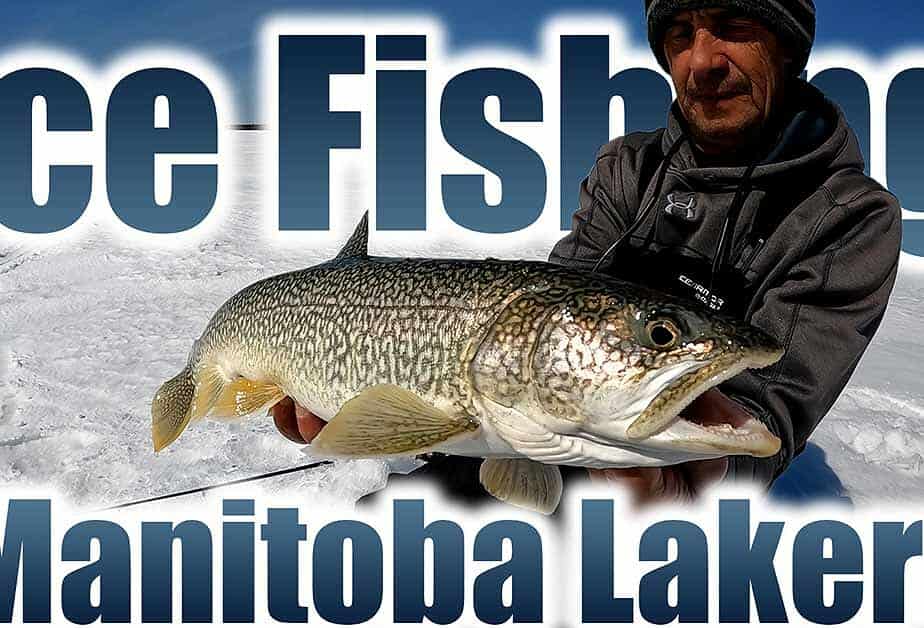 Manitoba lake trout