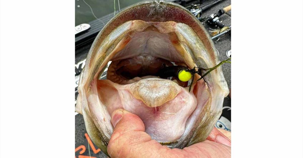 twin cities largemouth bass