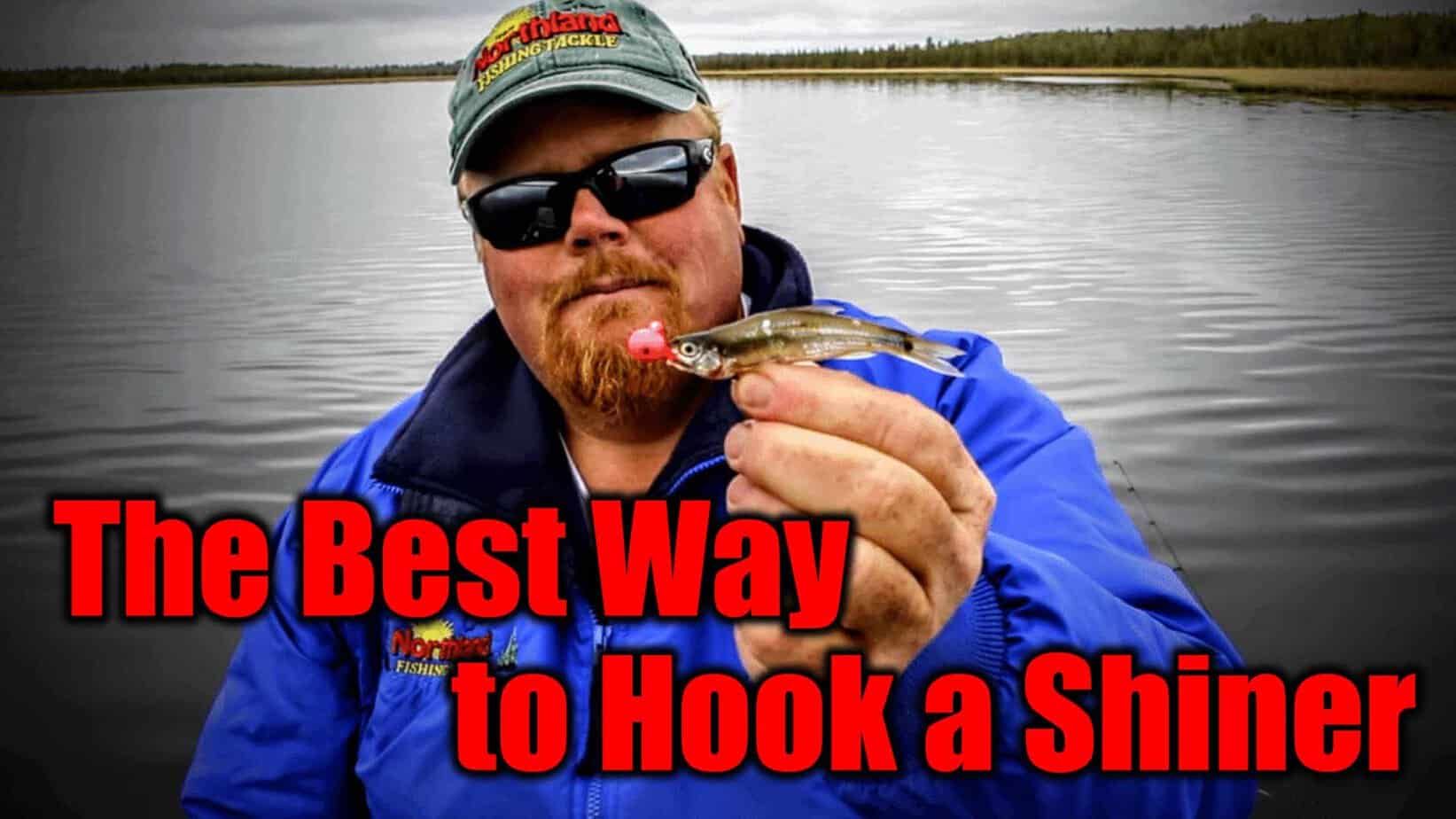 The Best Way To Hook A Shiner AnglingBuzz