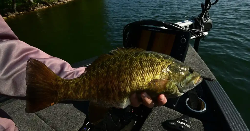 river smallmouth bass 