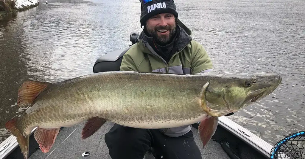 fall muskies 