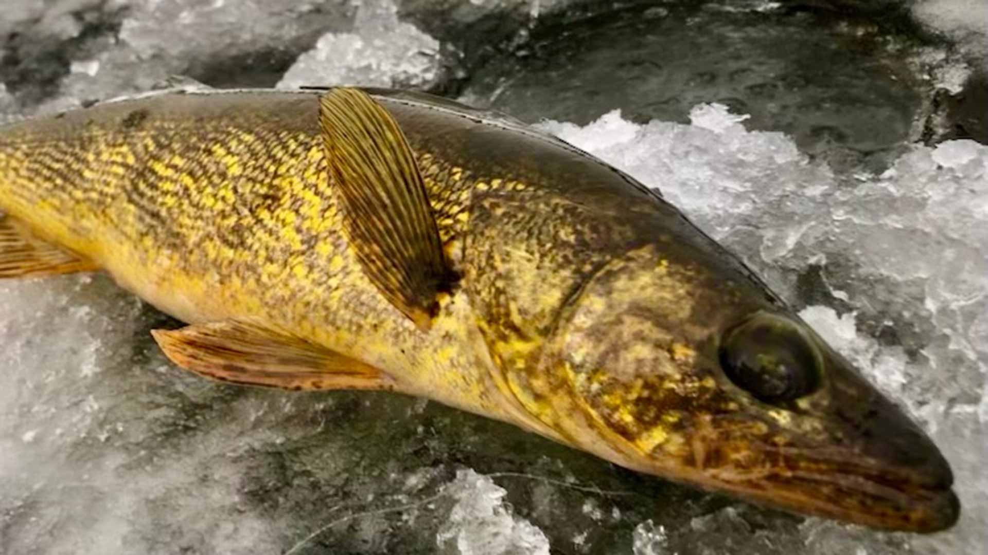 Walleye, Fishes of Wisconsin