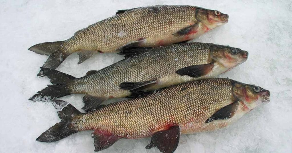 ice fishing whitefish 