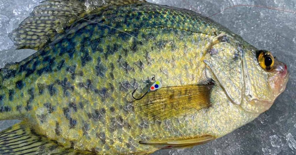 Minneapolis fishing report 