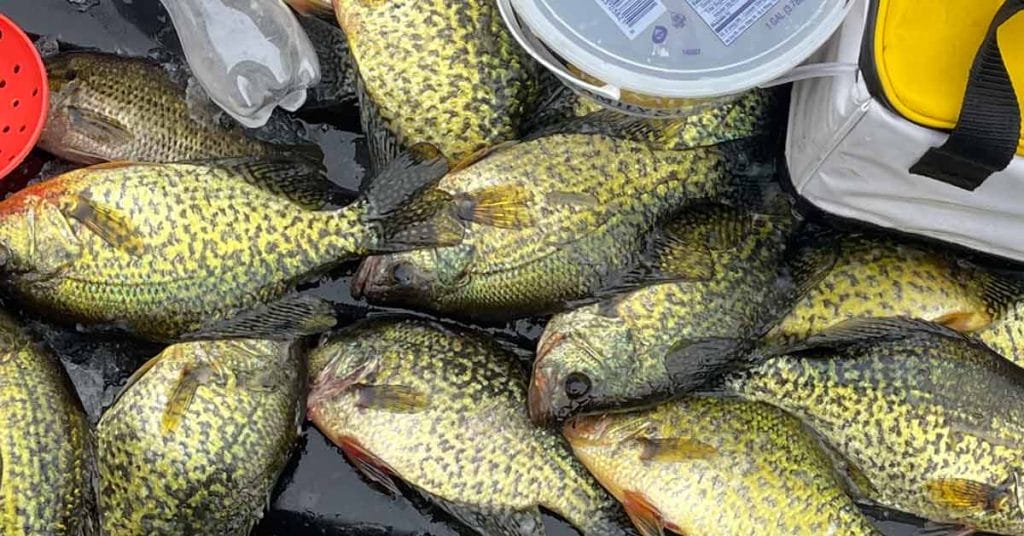 Hayward fishing report 