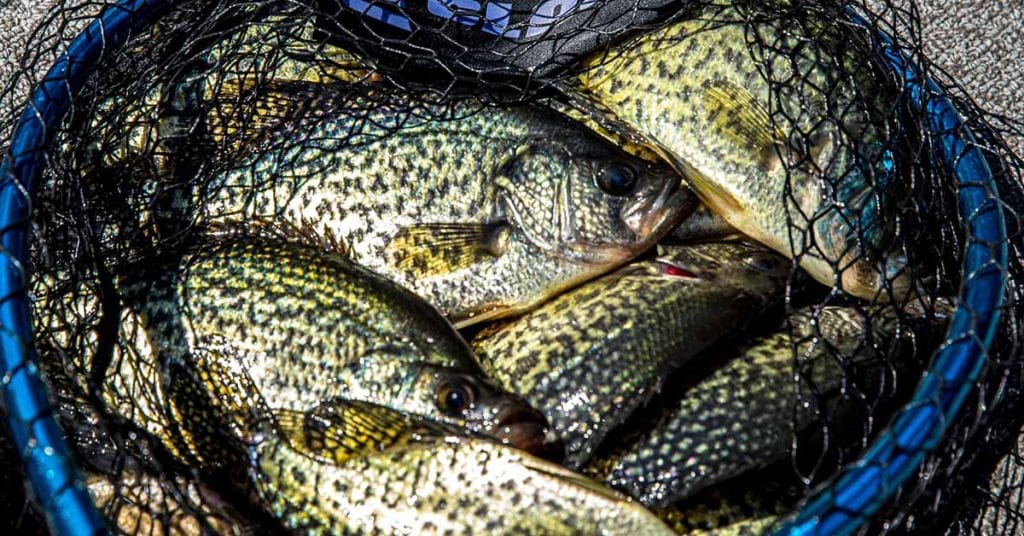 Twin Cities Fishing Report