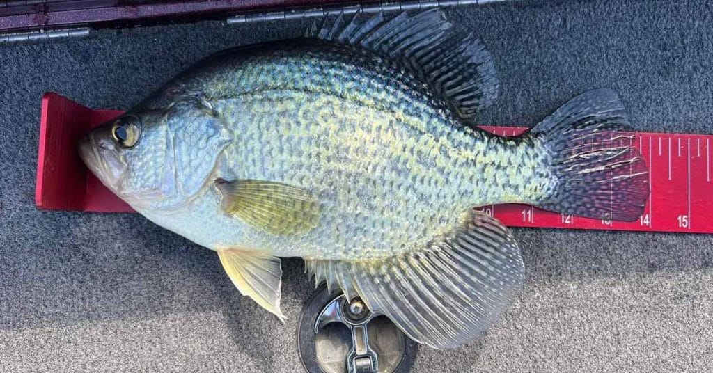 Alexandria Minnesota Fishing Report