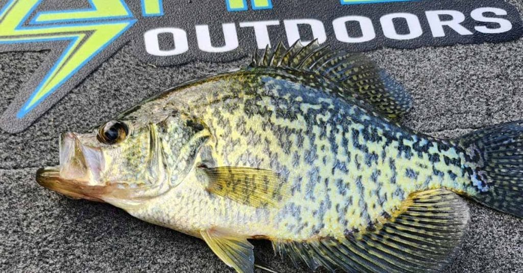 brainerd fishing report 