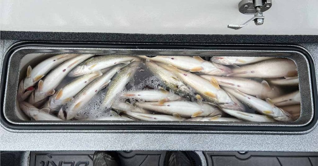 Michigan Fishing Report