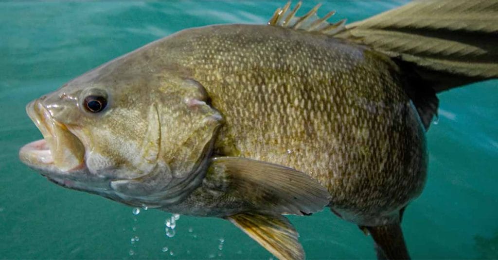 Northern Michigan Fishing Report: 5-5-2024 Angling Edge Buzz