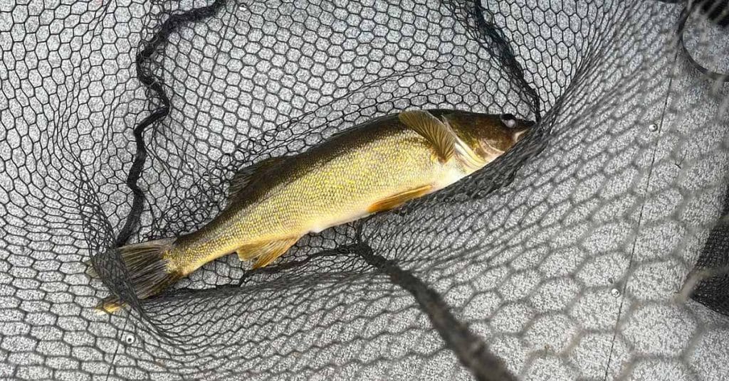 Lake Vermilion Fishing Report 
