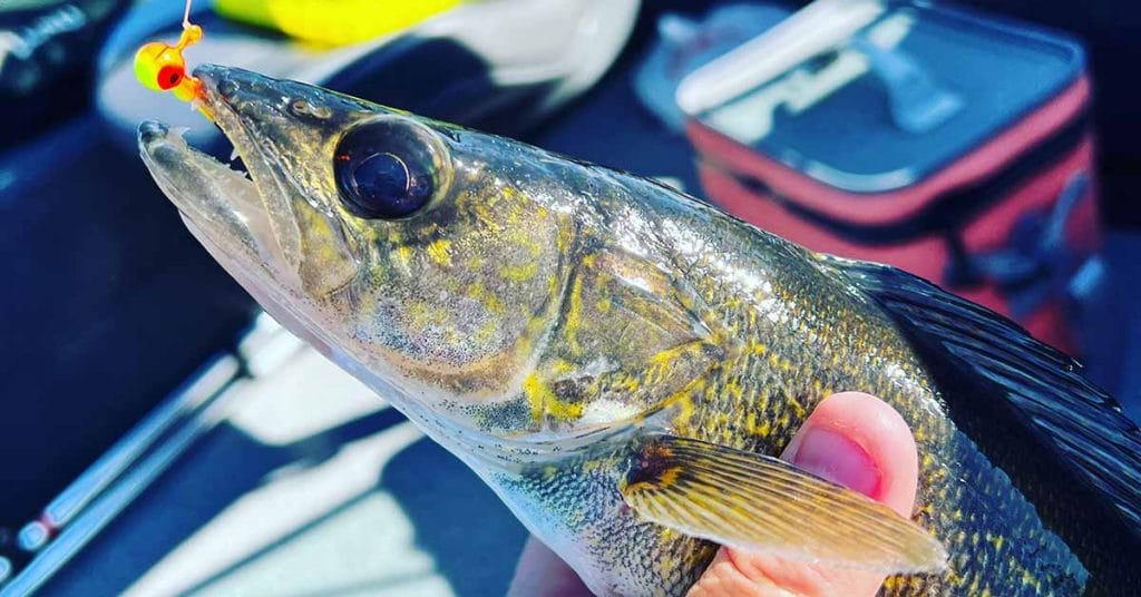 superior Wisconsin fishing report 