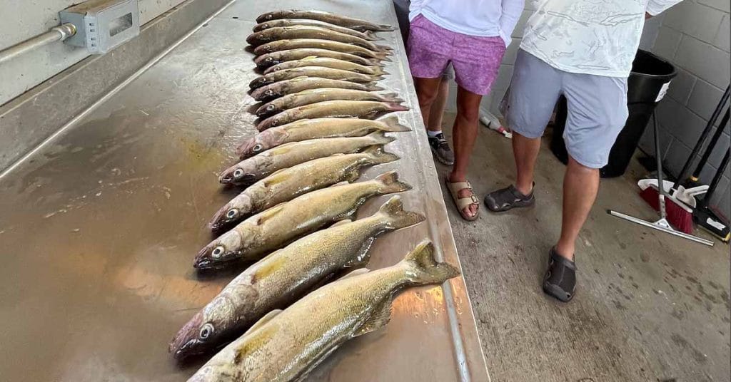 leech lake fishing report 