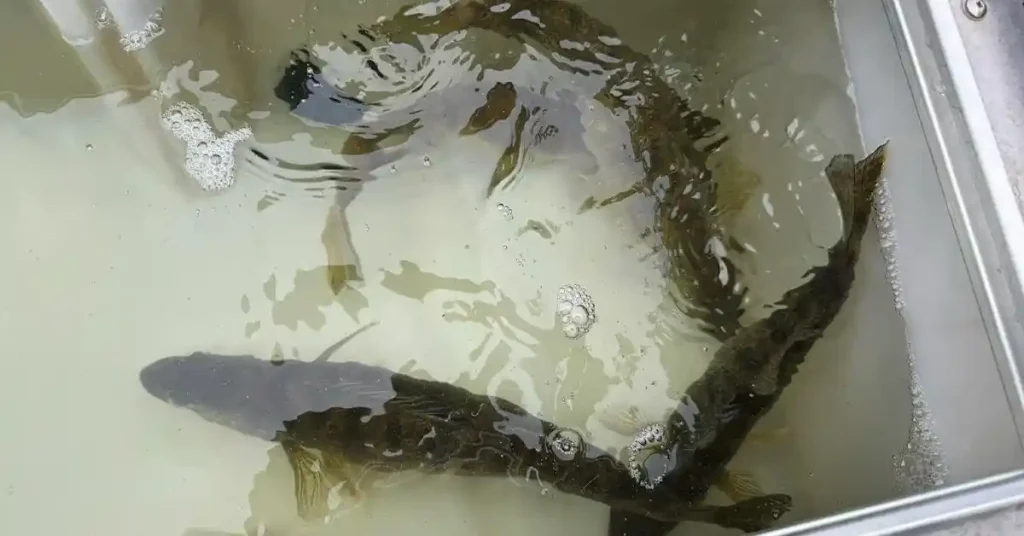 lake minnetonka fishing report