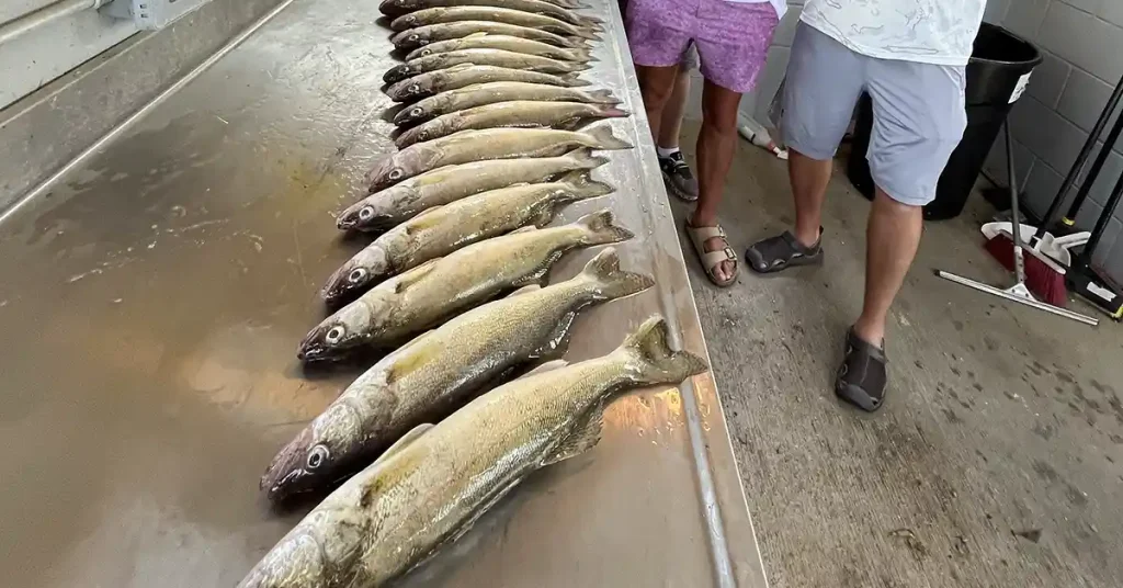leech lake fishing report 