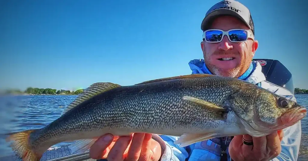 ned rigging walleyes