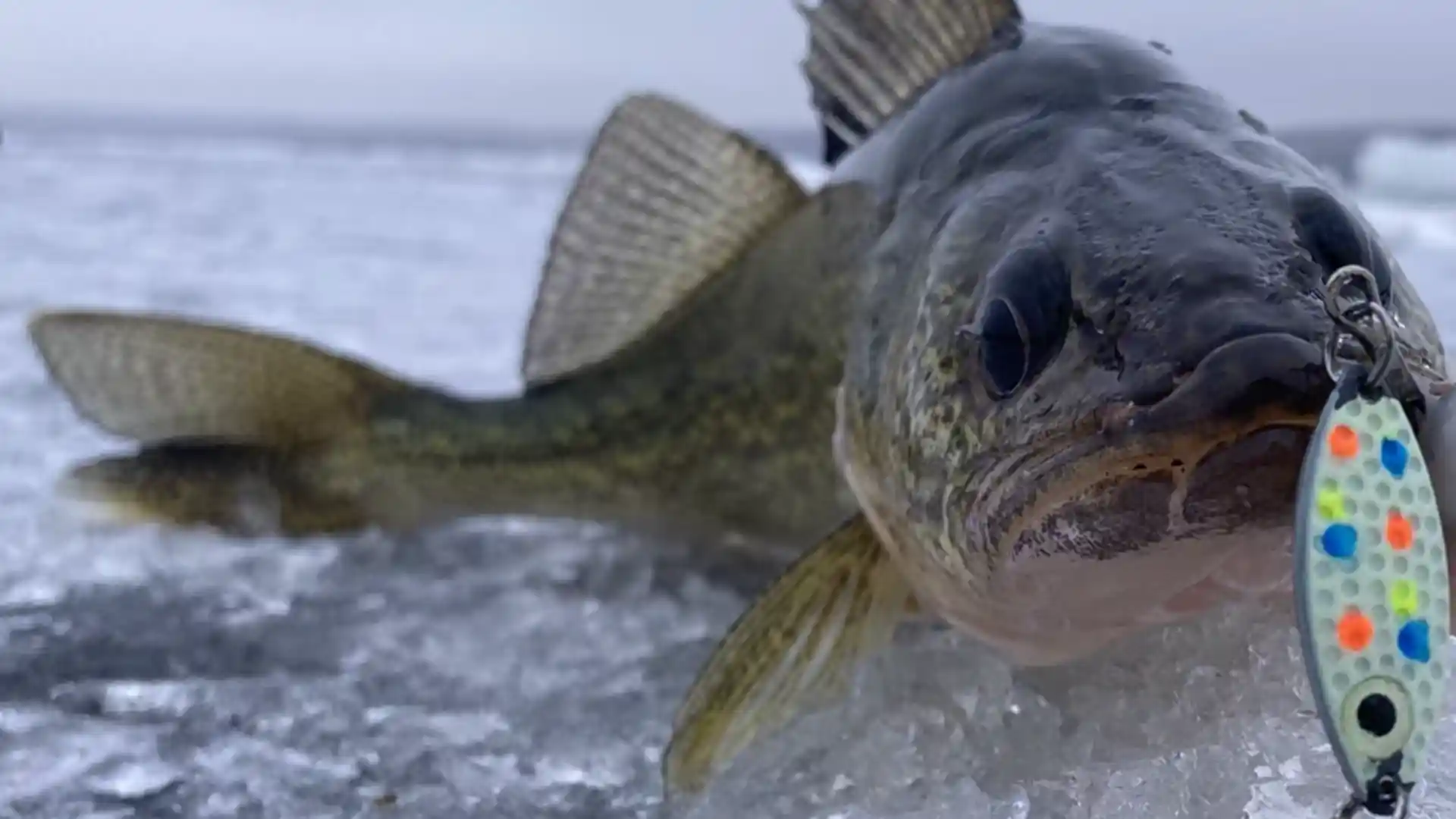 Last Mountain Lake fishing report