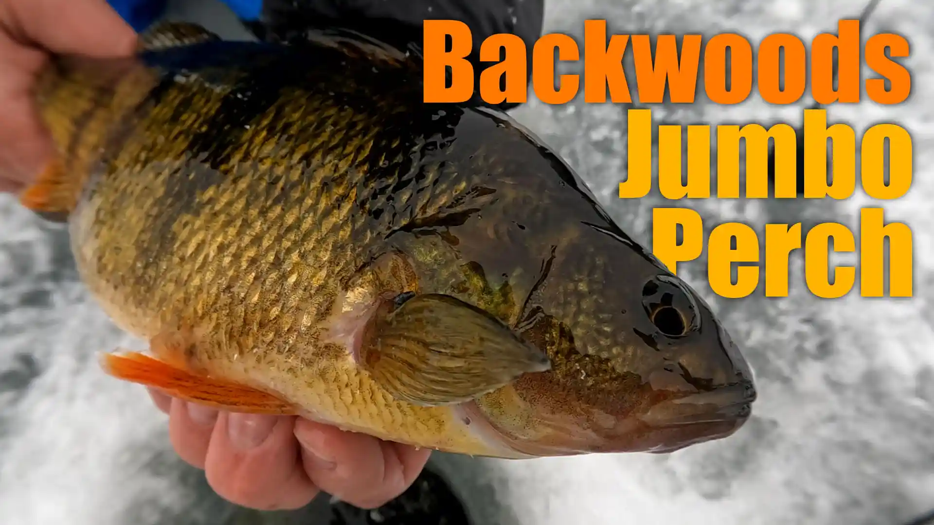 finding jumbo perch