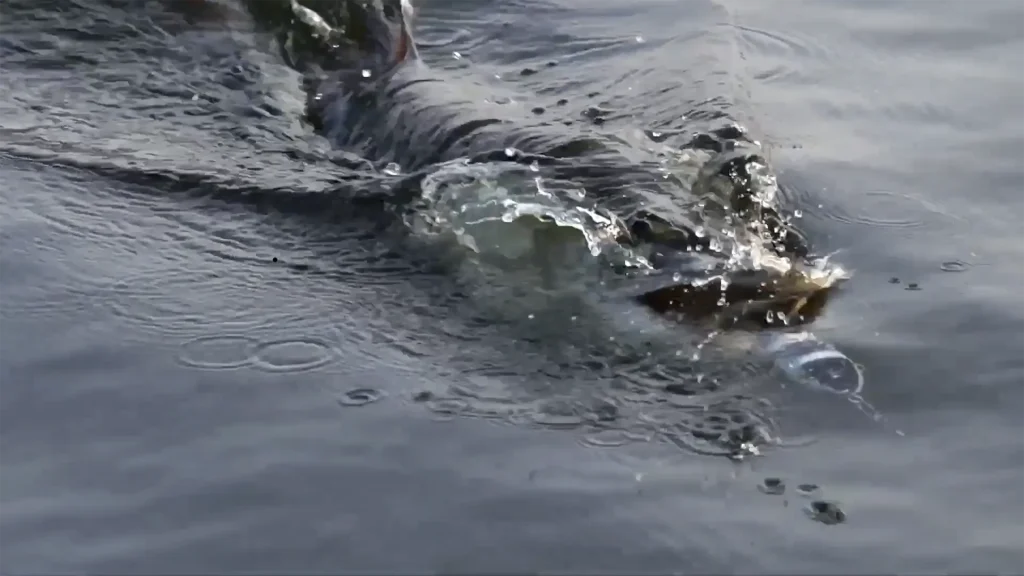 A Blueprint for Becoming An Expert Musky Angler Like Doug Wegner 3 Doug Wegner