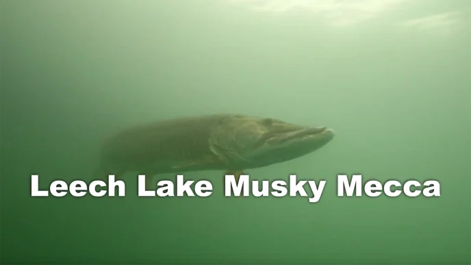 Leech Lake Musky Fishing