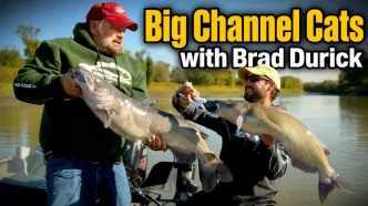 big channel cats Large