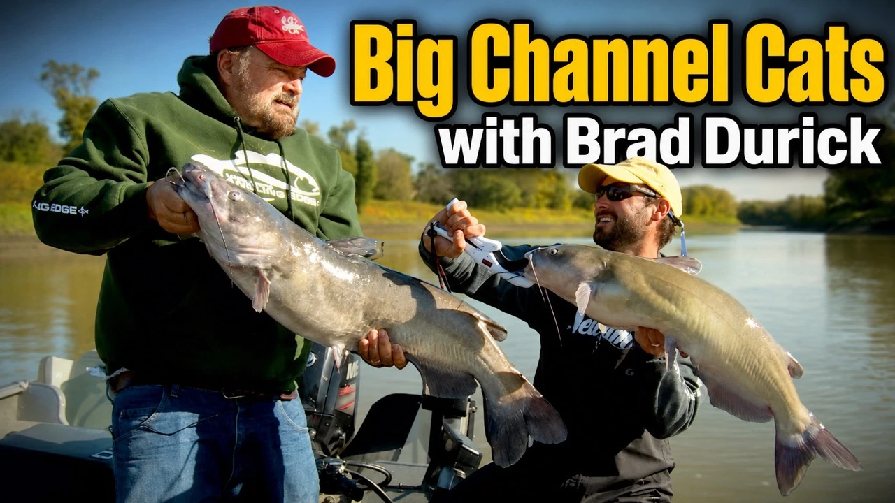 big channel cats Large