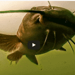 Spring Catfish Spinner Rigging in High Water