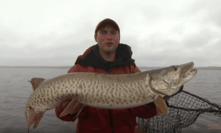 Musky Spring Patterns – Shallow or Suspended?