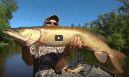 Topwater Tactics for River Musky