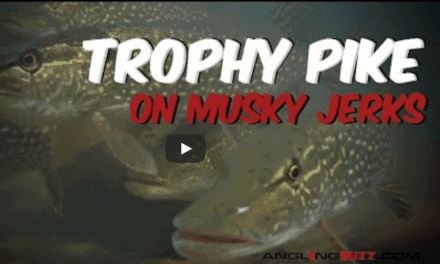 Toss Muskie-Sized Jerkbaits for Trophy Pike