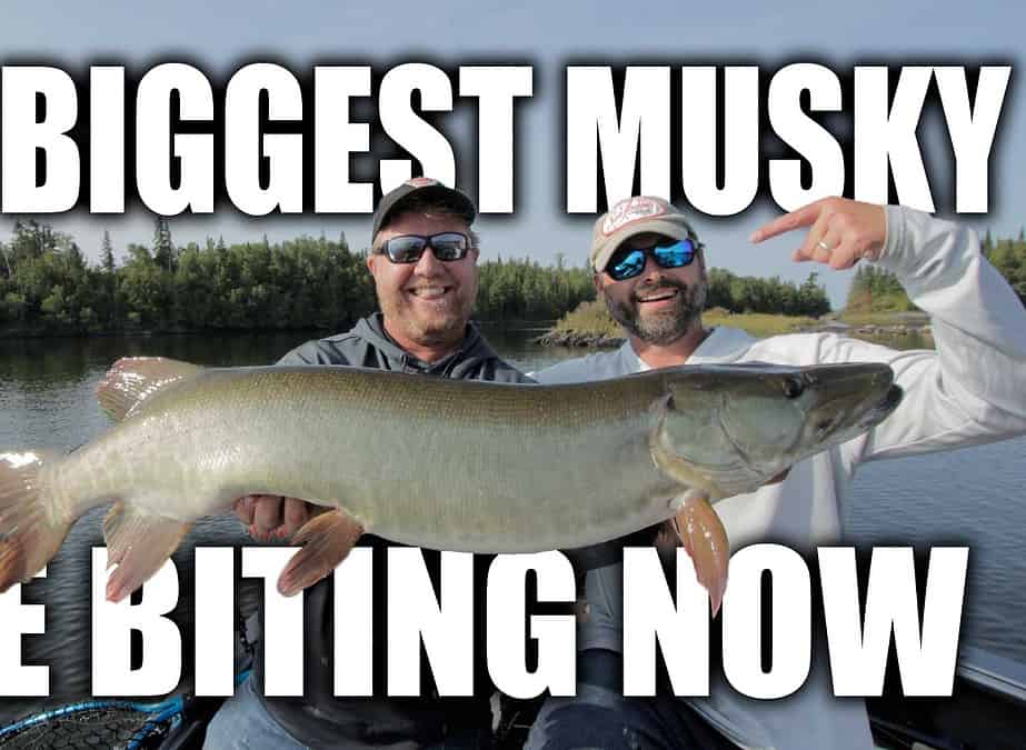 The Biggest Musky are Biting Right Now