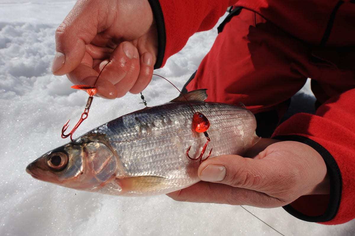 Tip Up Tactics for Early-Ice Pike