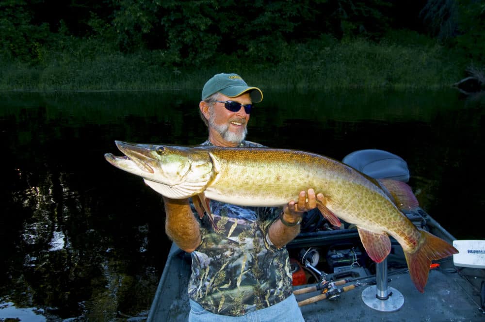 The Ins and Outs of Catching Spring Muskie