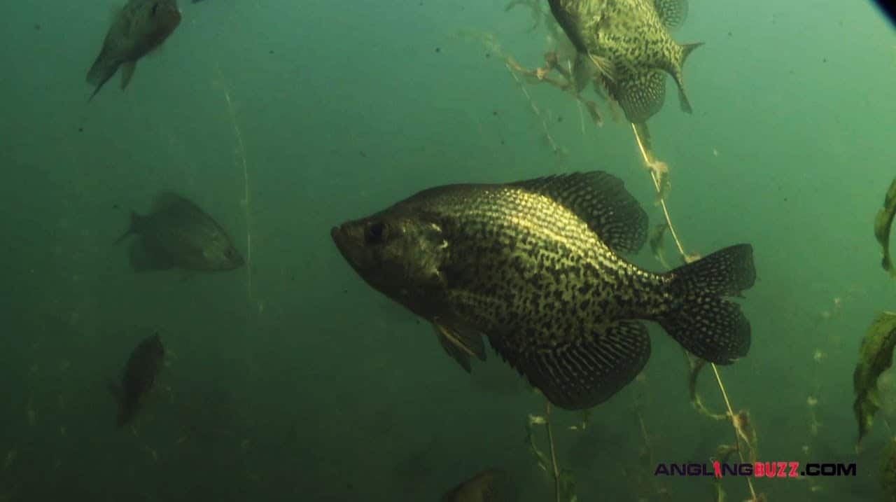 Top 3 Crappie Spawning Areas