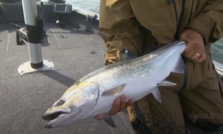How King Salmon and Other Species React to Wind