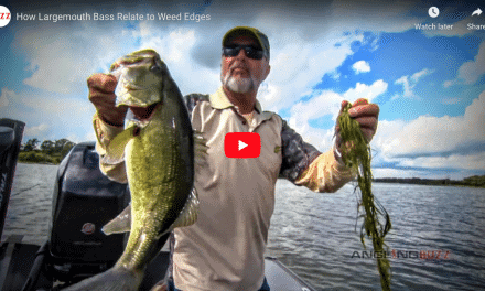 How Largemouth Bass Relate to Weed Edges