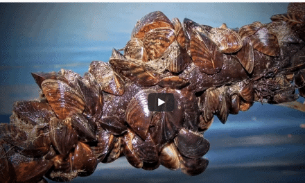 The Hidden Devastations Caused by Zebra Mussels