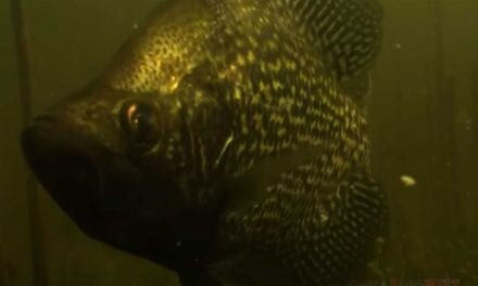 Tactics for Early Fall Crappies
