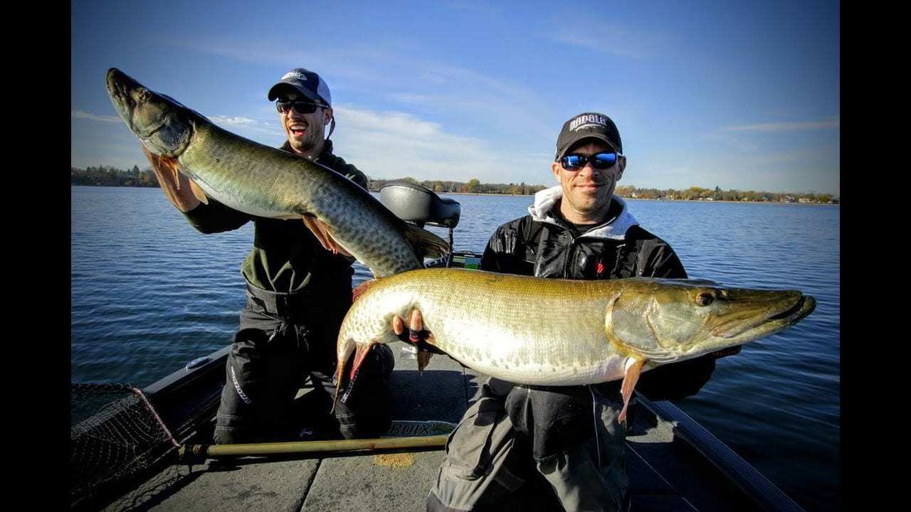 100 inches of Musky in one Net!