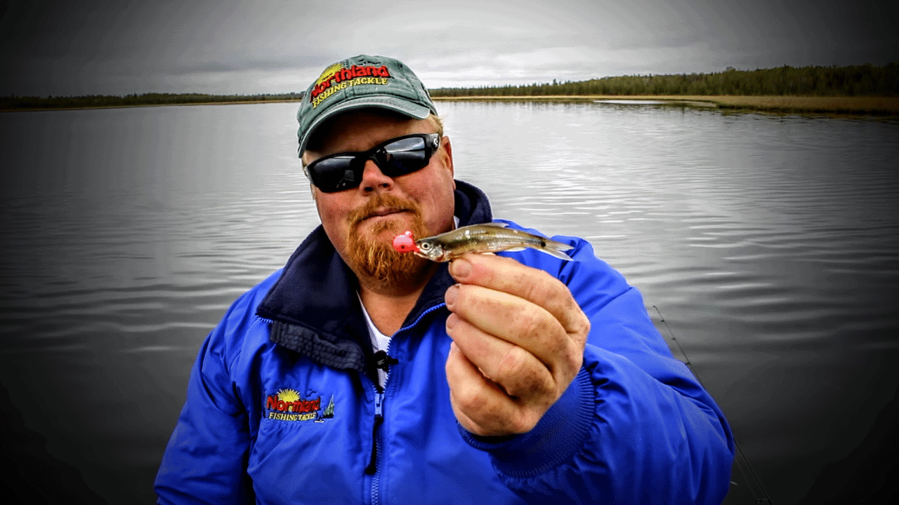 The Best Way to Hook a Shiner for Aggressive Walleye Jigging