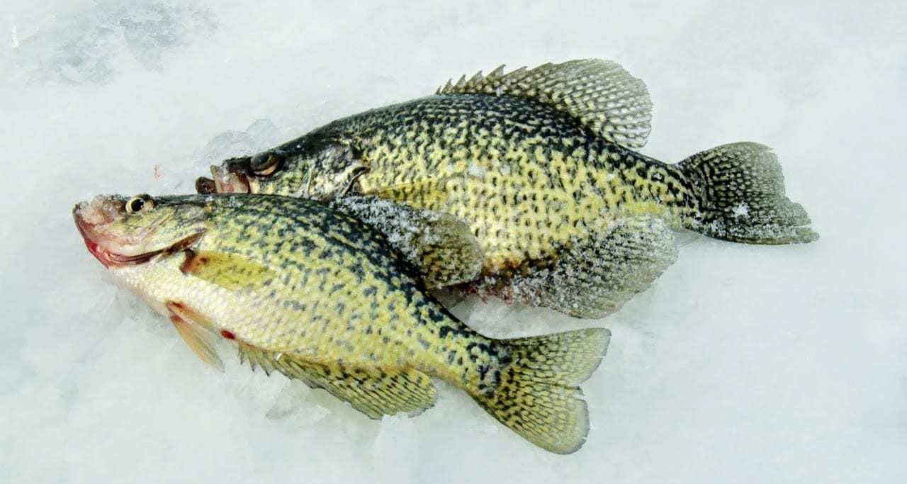 BIG BAITS FOR ICE CRAPPIES 