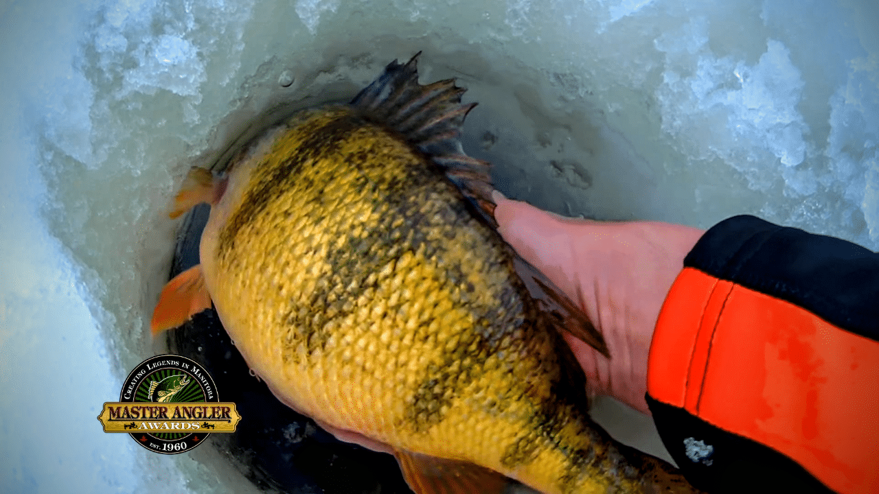 Catching Jumbo Yellow Perch in Manitoba