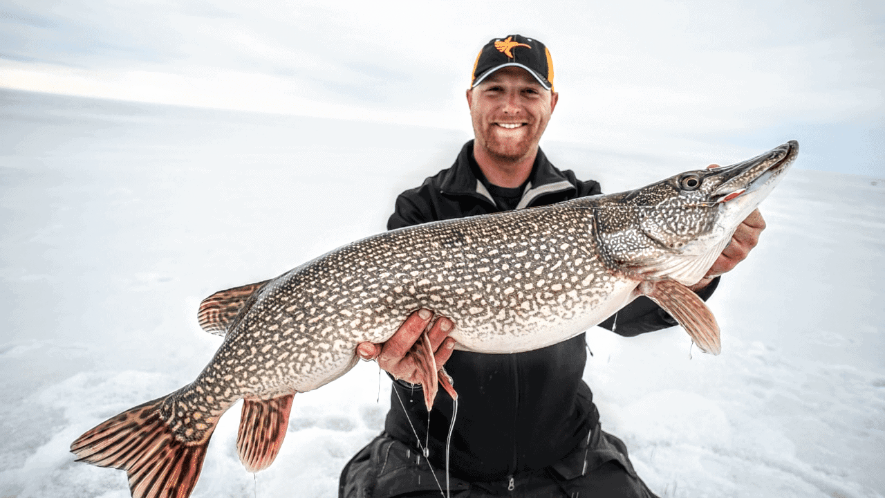 Last Ice on Lake of the Woods — Pike, Burbot & more!