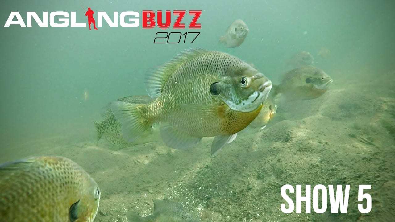 The Quality of Fishing Today — AnglingBuzz TV