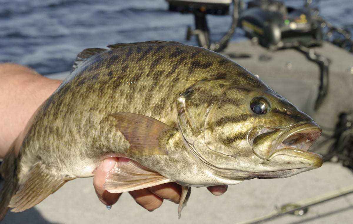 Manitoba Species Highlight: Pounding Shoreline for Endless Smallmouth Bass